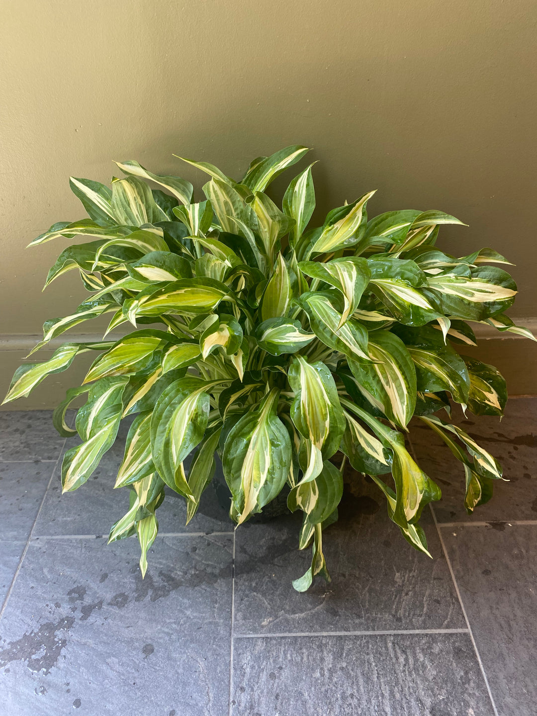 Striptease Hosta