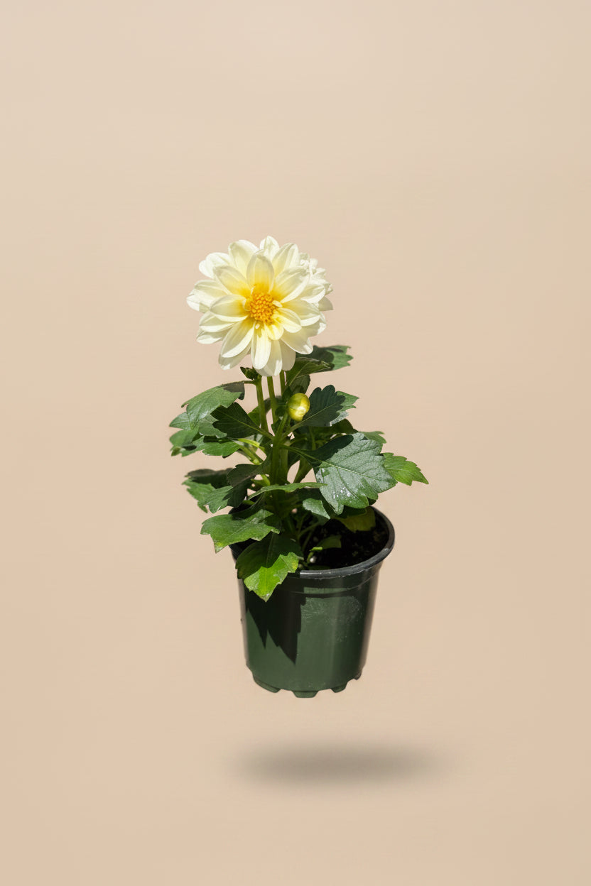Dahlia
