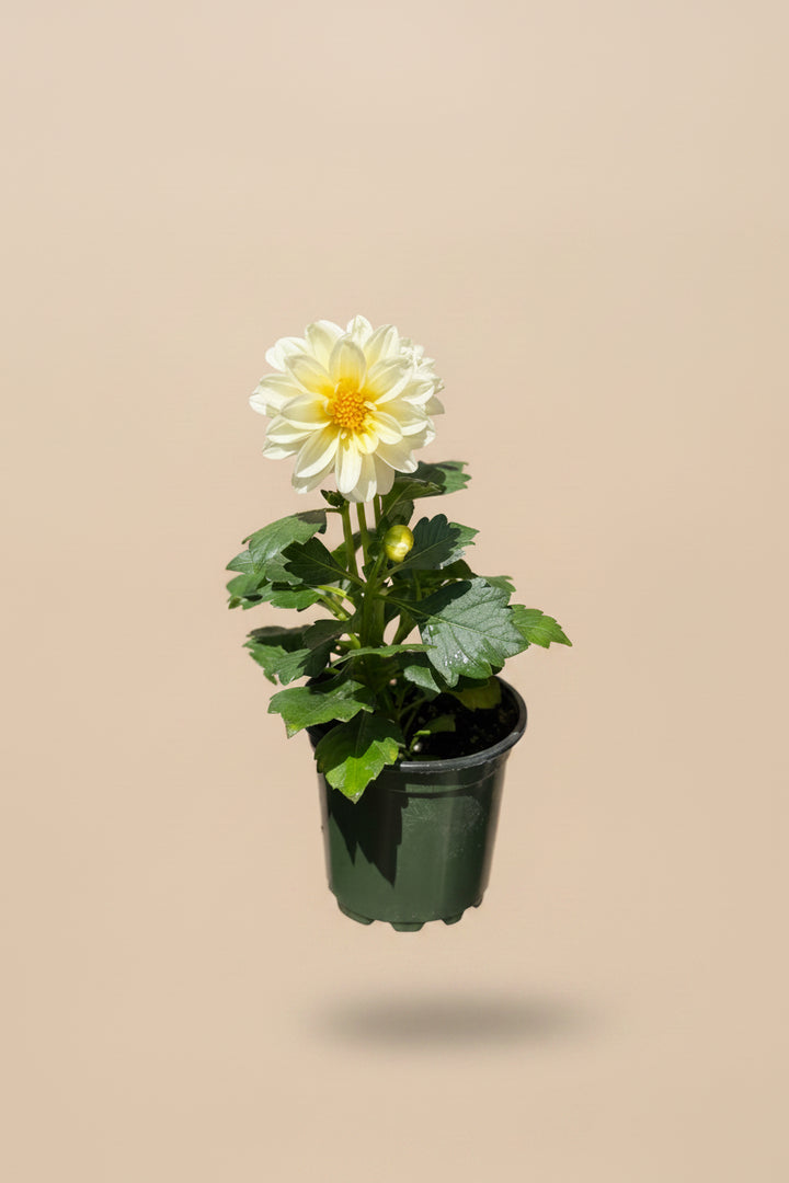 Dahlia