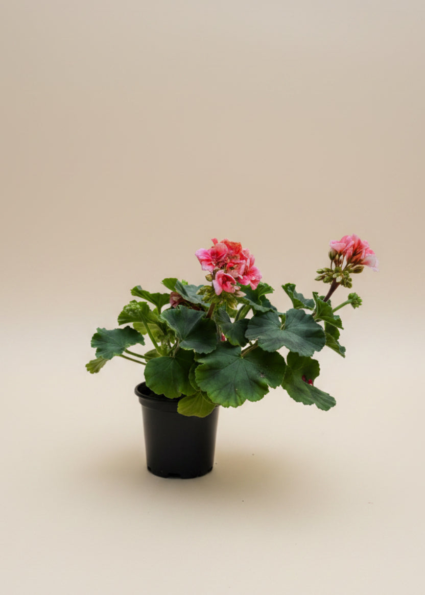 Geranium