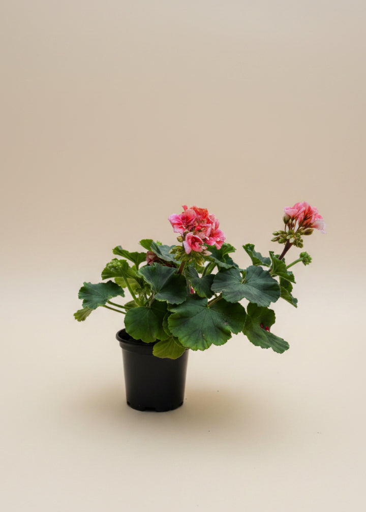Geranium