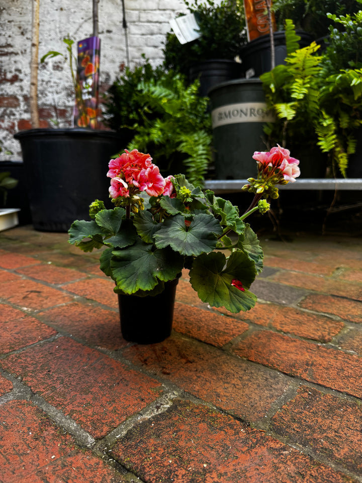 Geranium