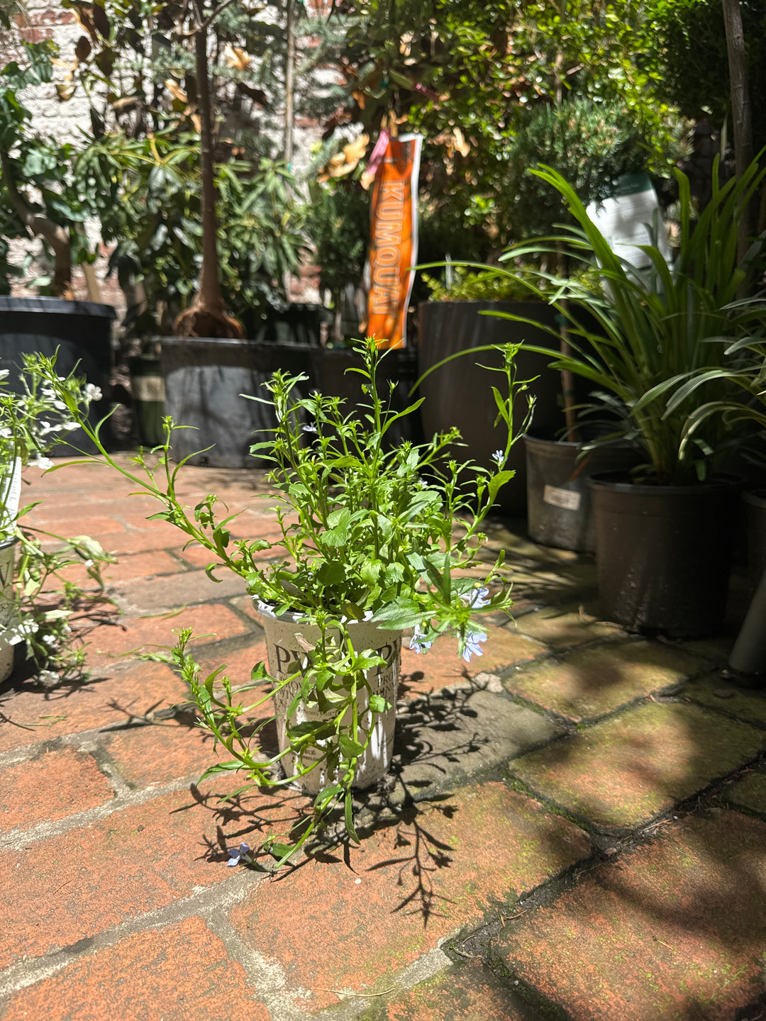 Lobelia "Sky Blue"