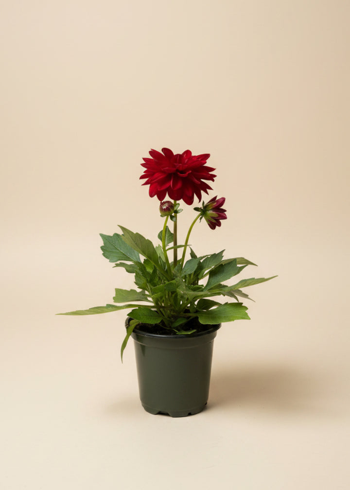 Dahlia