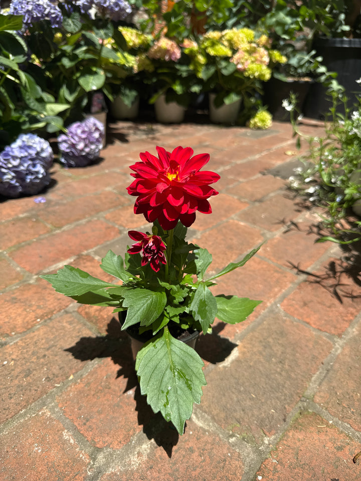 Dahlia