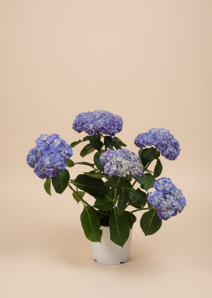 Hydrangea