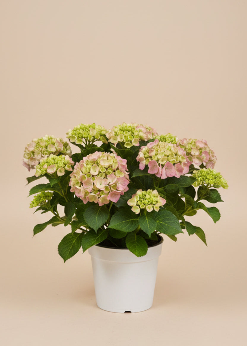 Hydrangea