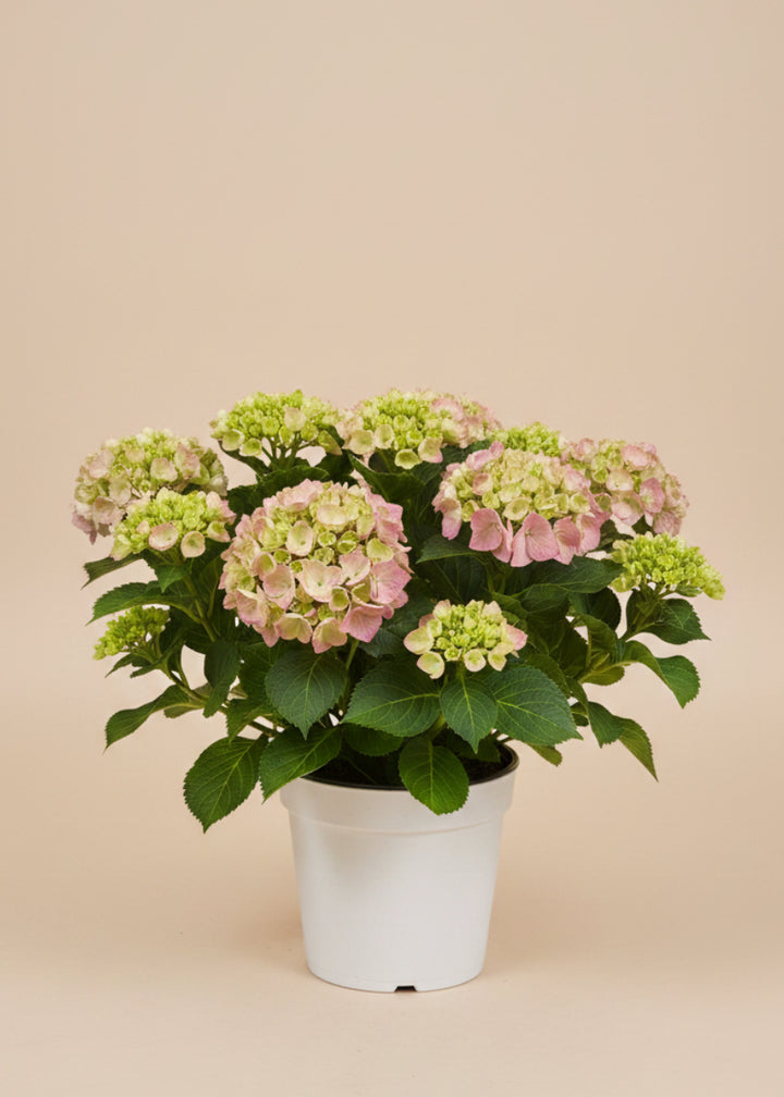Hydrangea