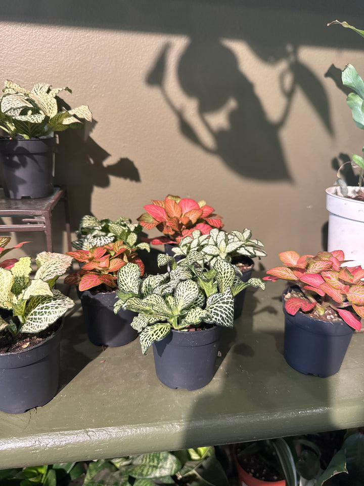 Fittonia