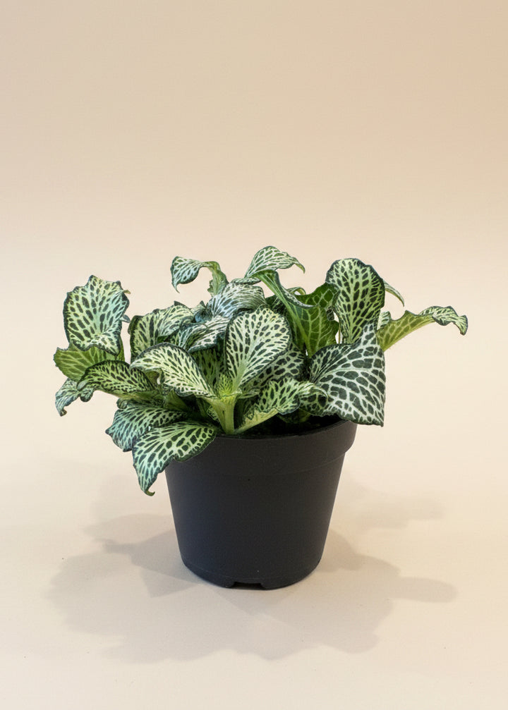Fittonia