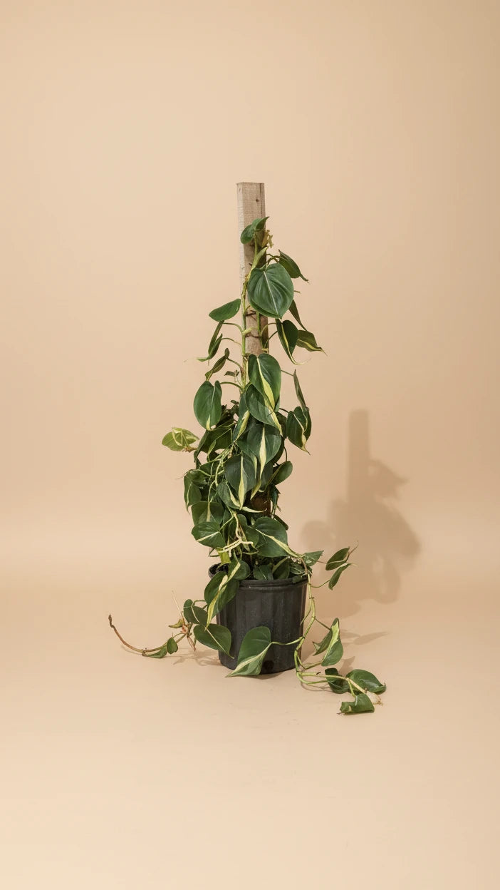 Philodendron Silver Stripe