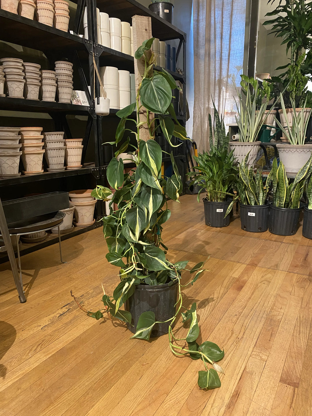 Philodendron Silver Stripe