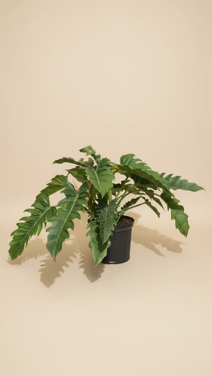 Philodendron Jungle Boogie
