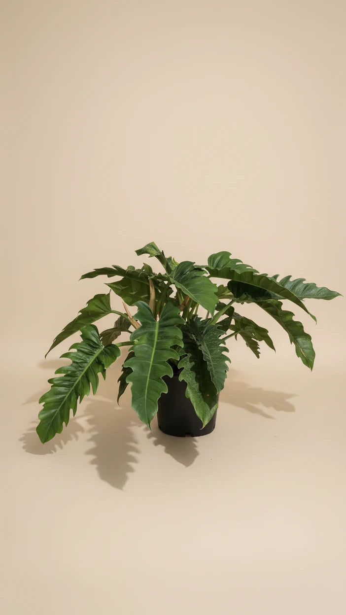 Philodendron Jungle Boogie
