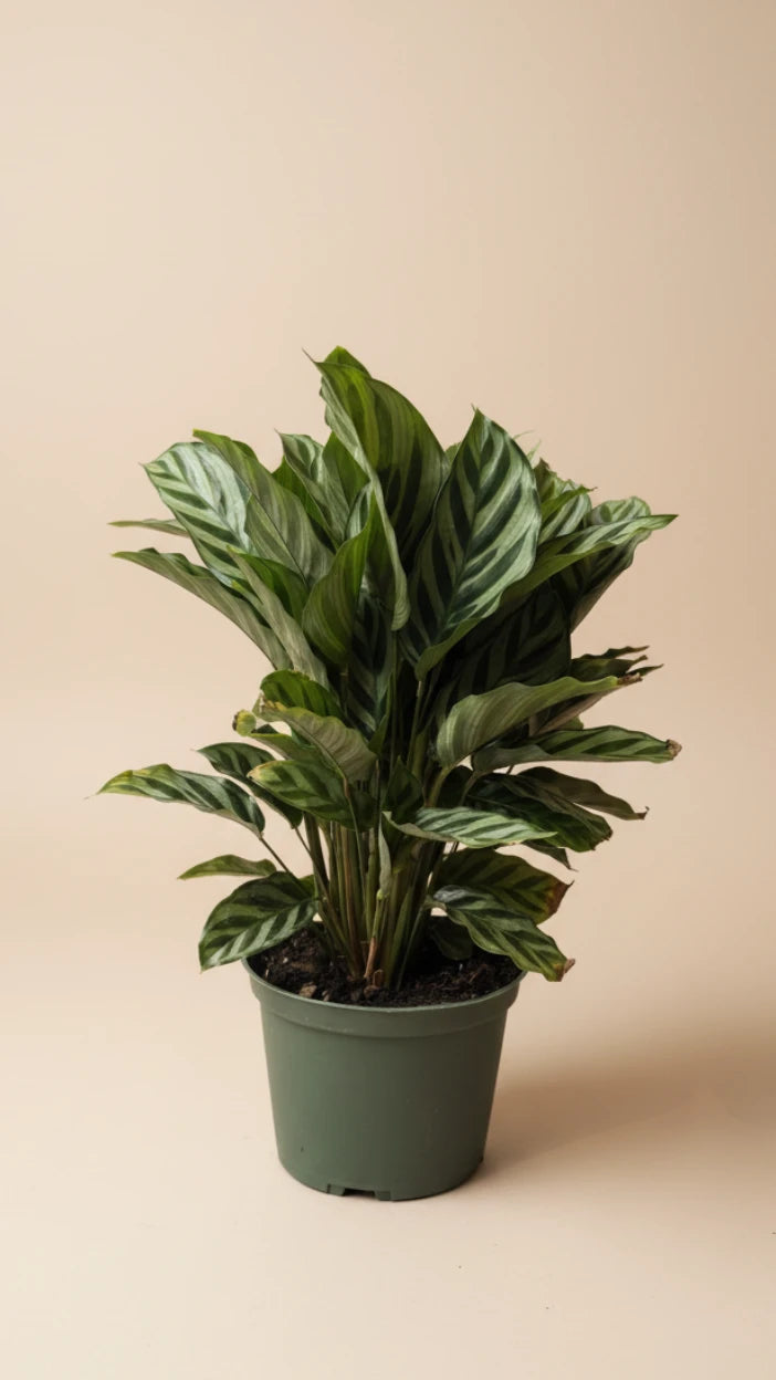 Calathea Freddie