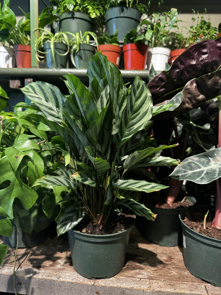 Calathea Freddie