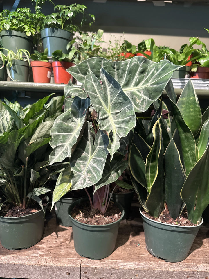 Alocasia Morocco