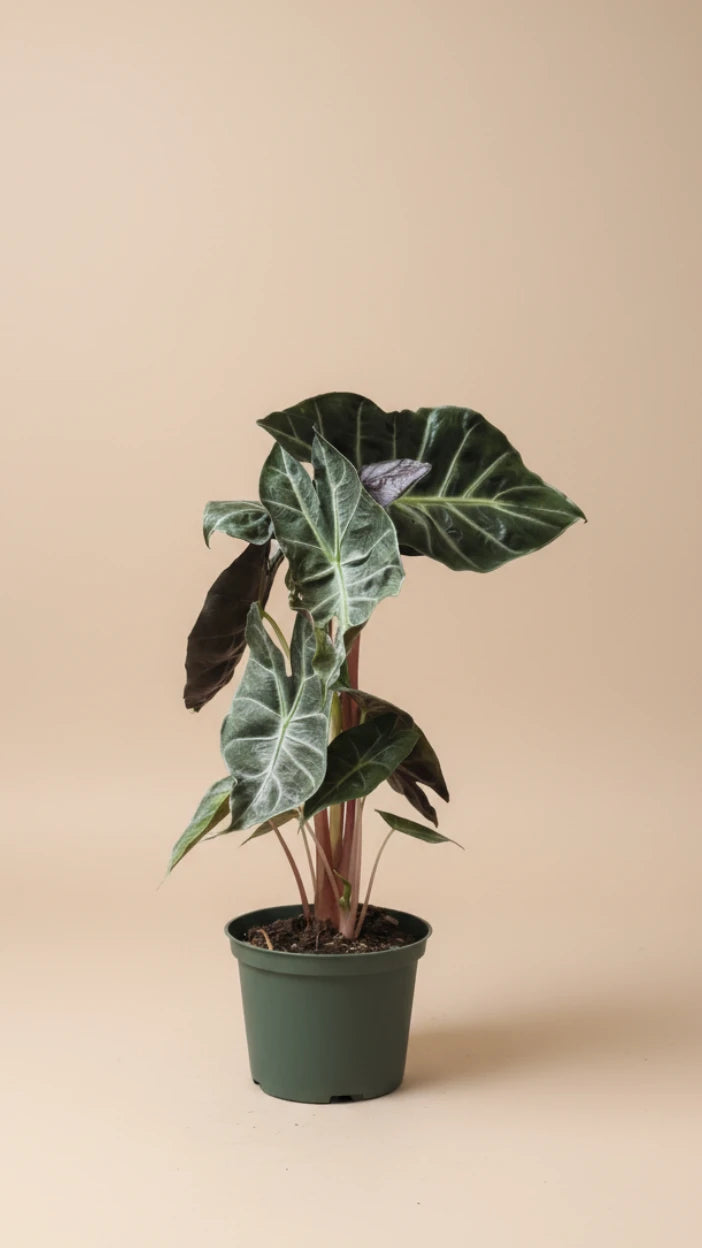 Alocasia Morocco