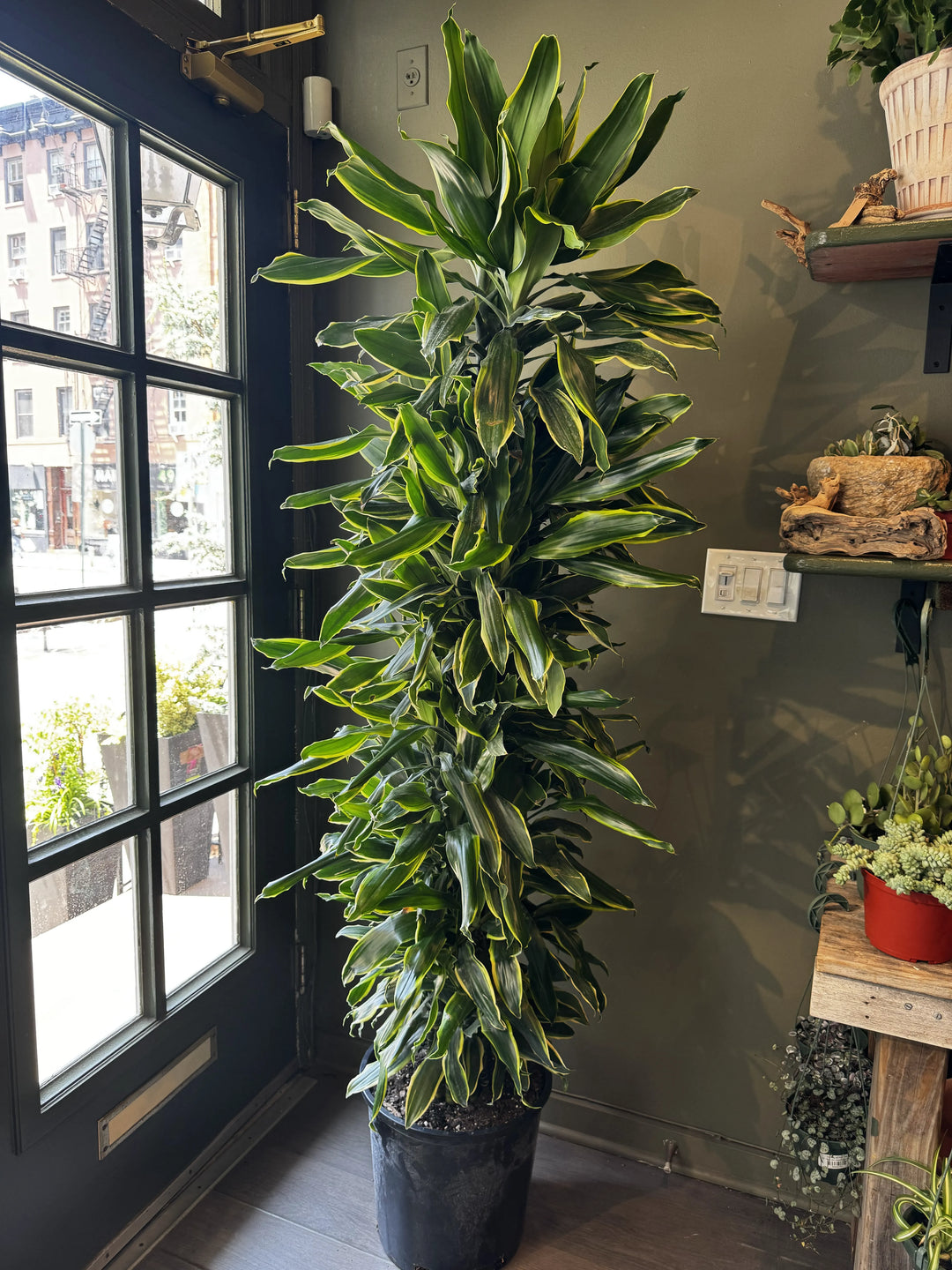 Dracaena Golden Coast Carousel