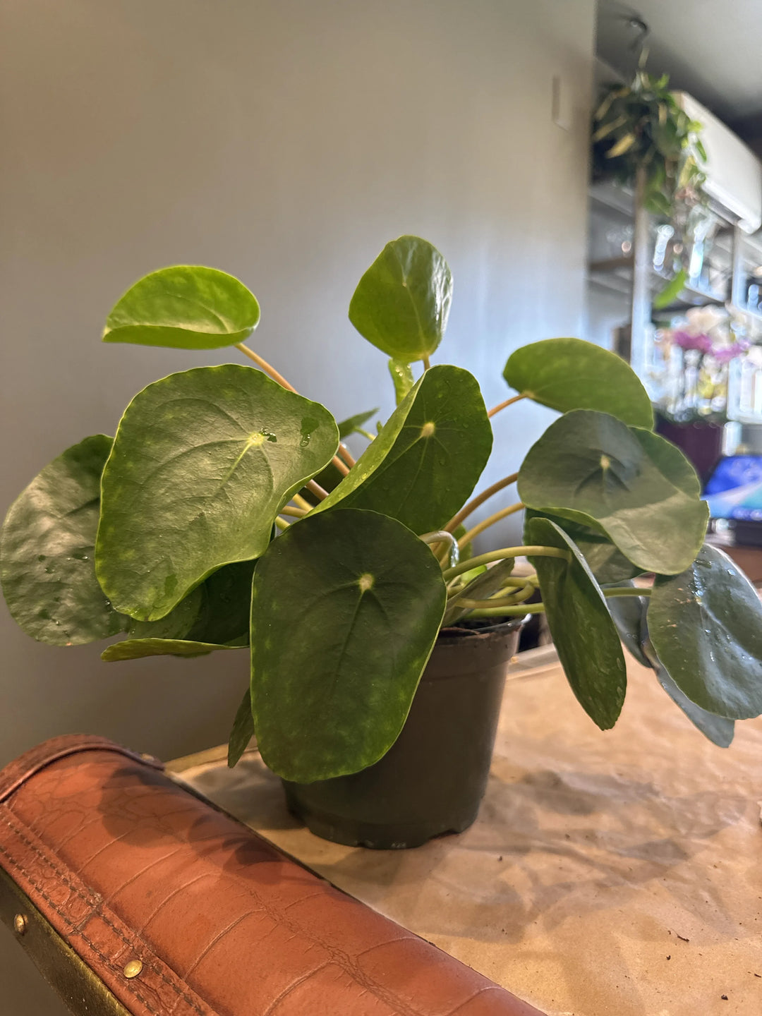 Chinese Money Plant