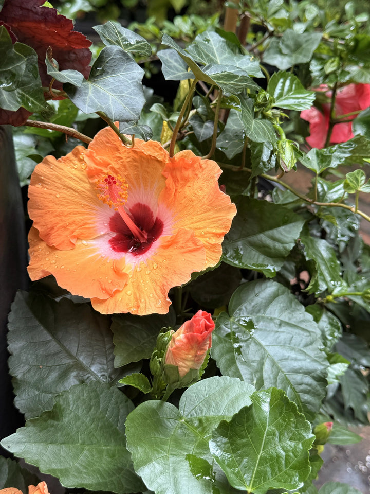 Hibiscus