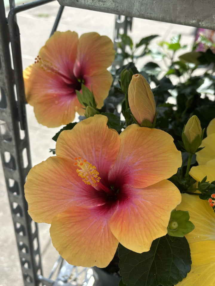 Hibiscus
