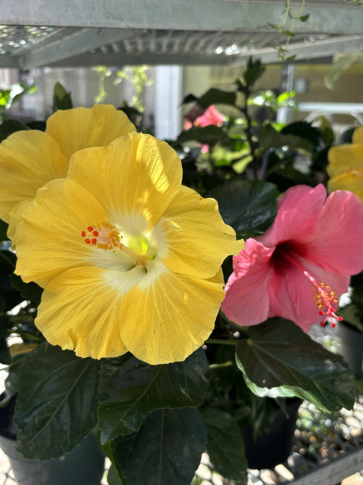 Hibiscus