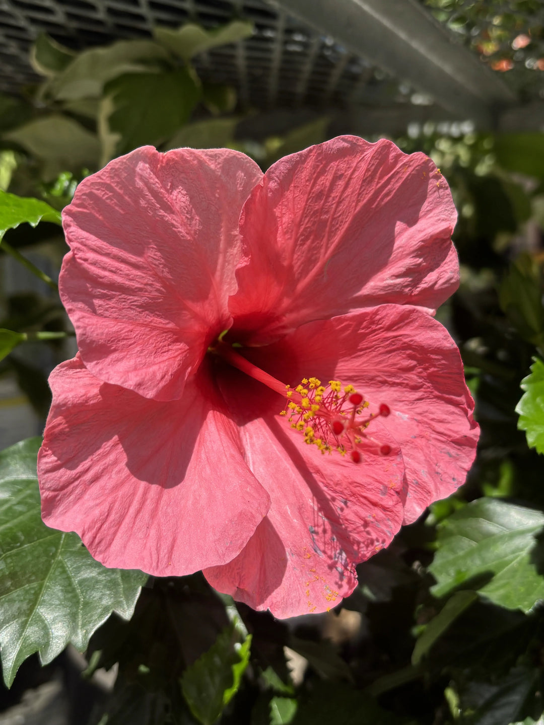 Hibiscus