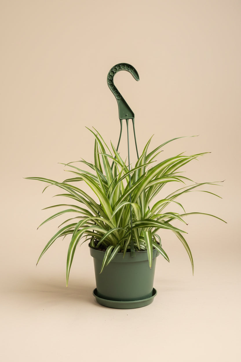 Variegated Spider Plant