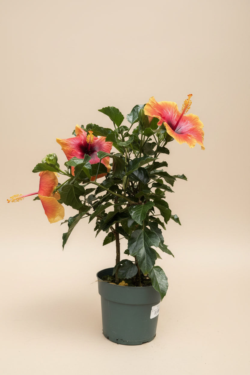 Hibiscus