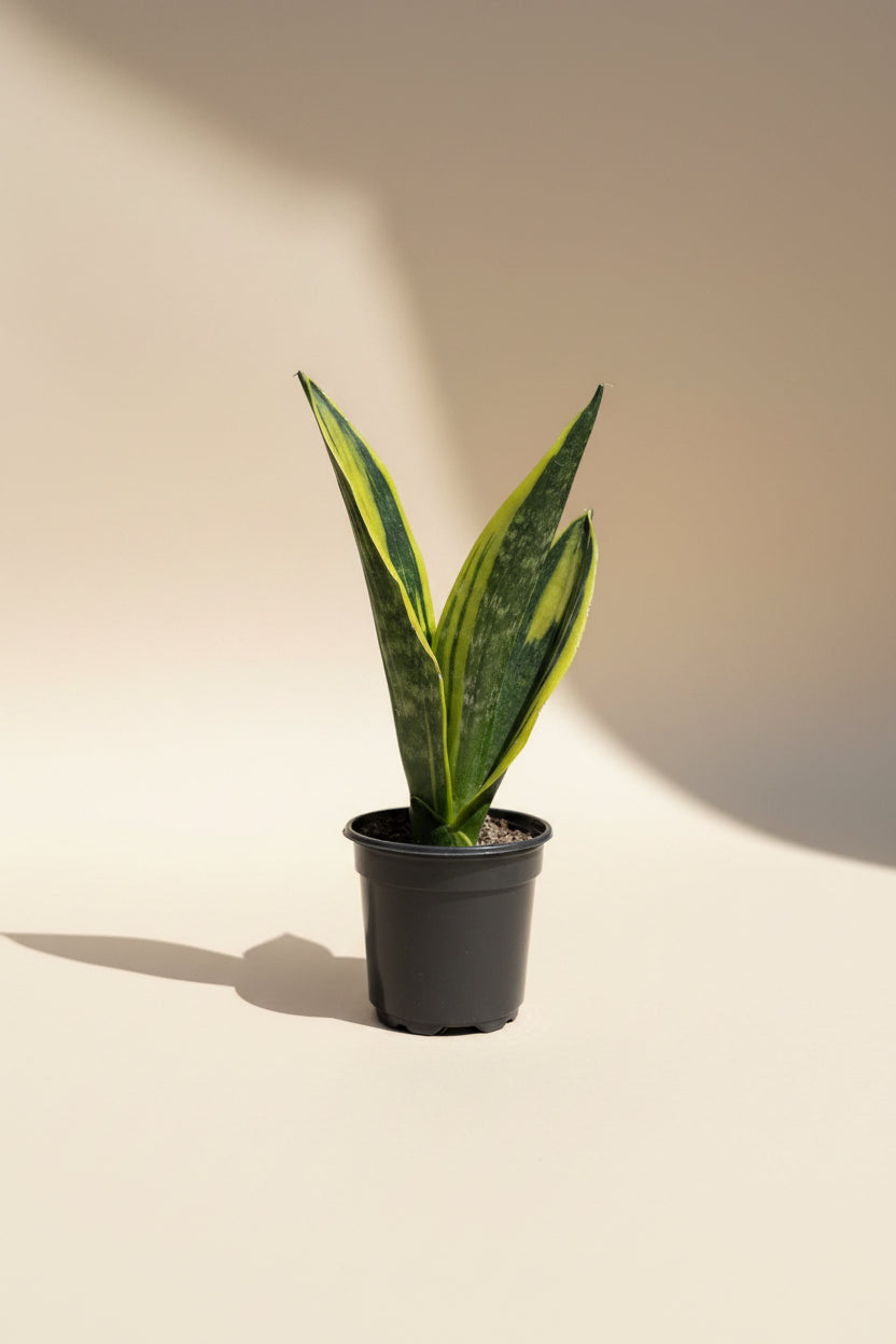 Snake Plant
