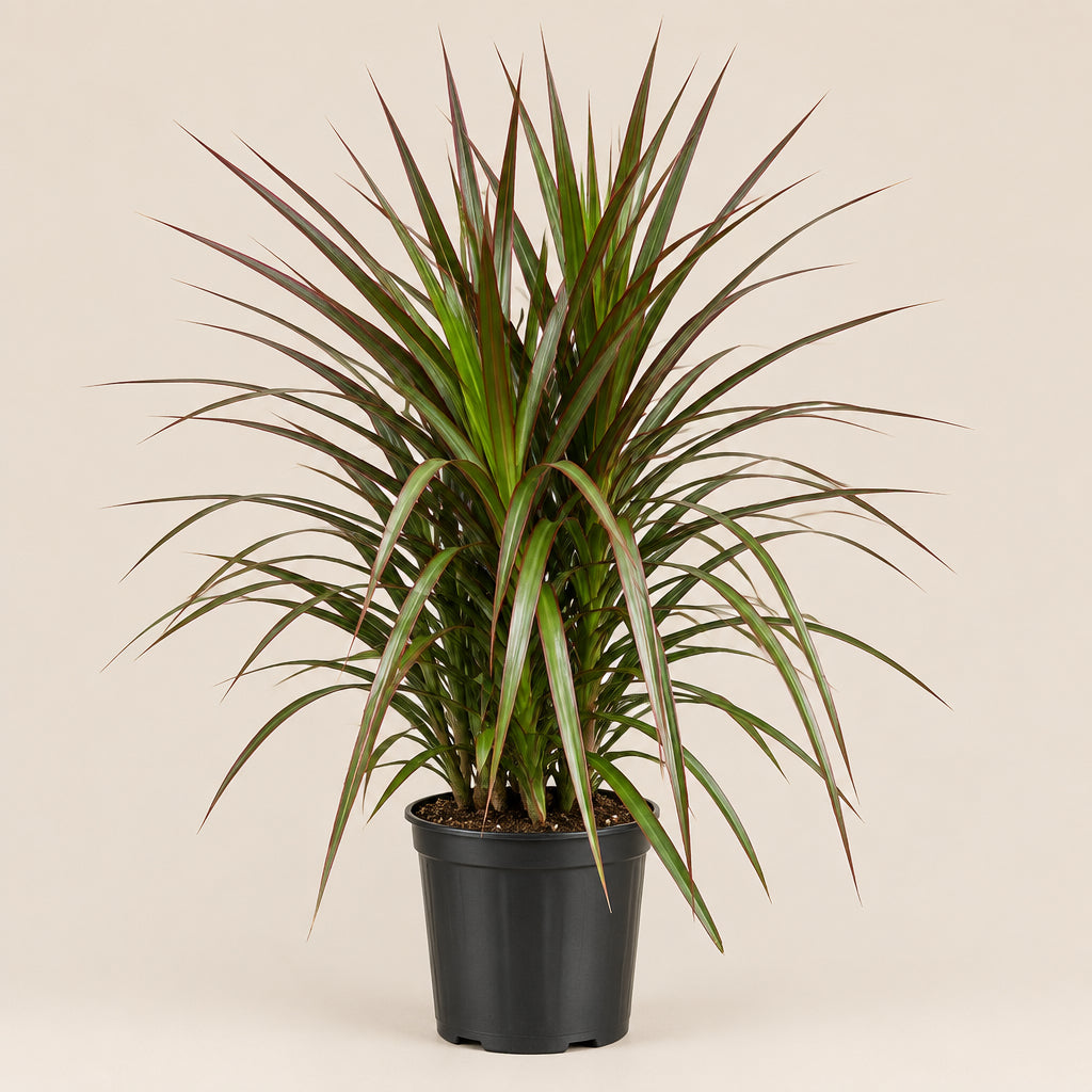 Dracaena Marginata Magenta