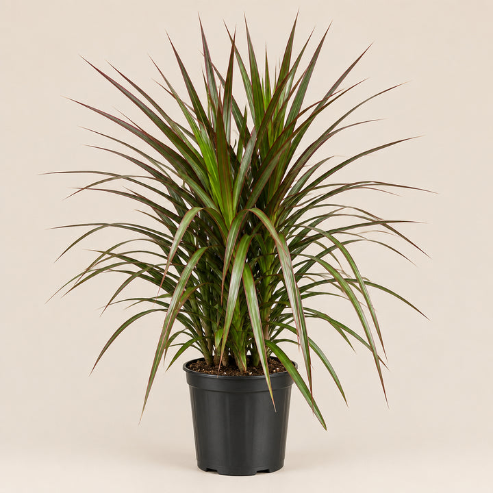 Dracaena Marginata Magenta
