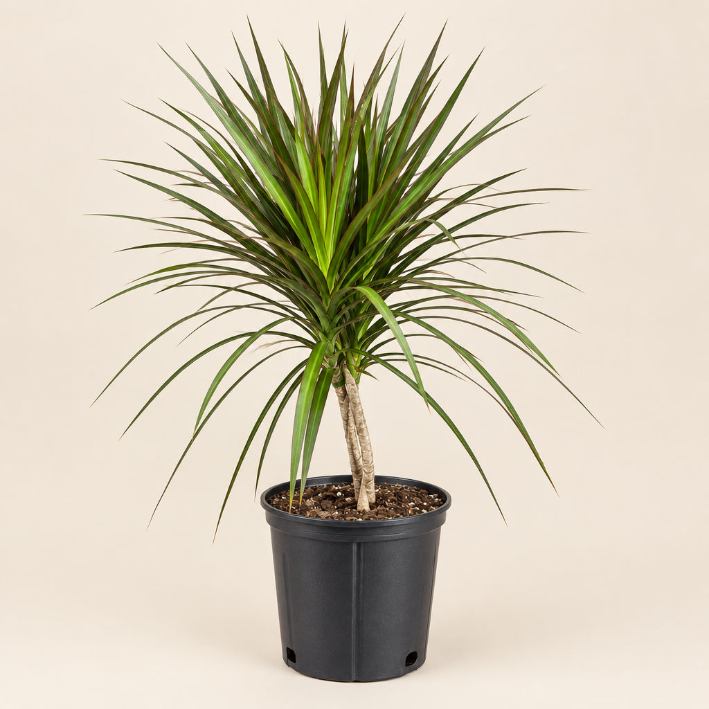 Dracaena Marginata Magenta