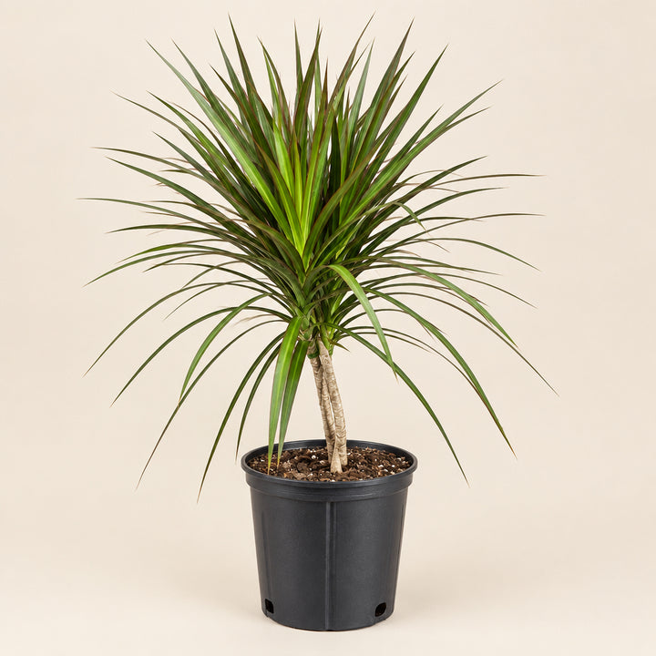 Dracaena Marginata Magenta