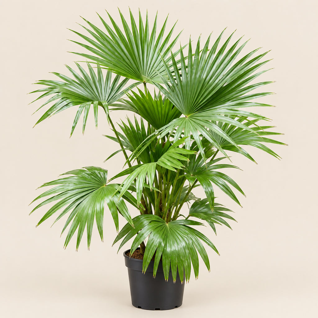Chinese Fan Palm