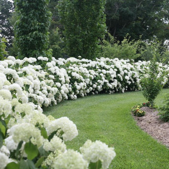 Incrediball® Hydrangea