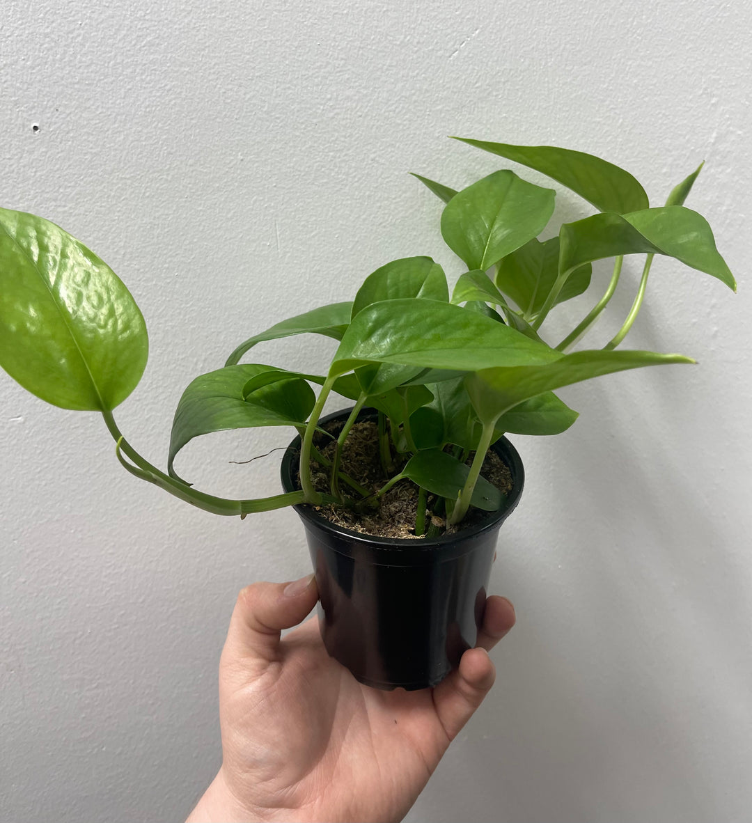 Jade Pothos