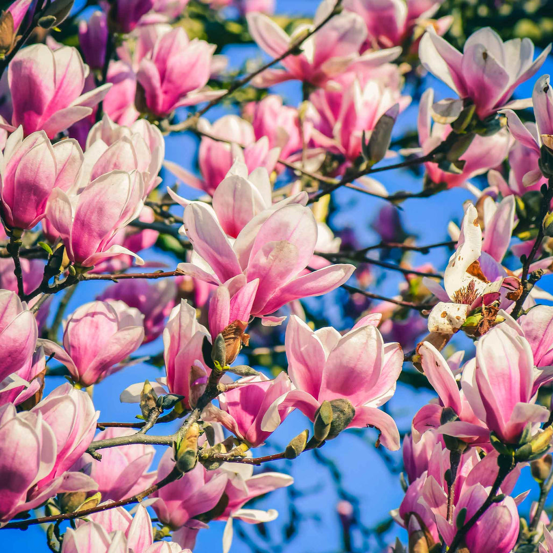 Jane Magnolia – The Old Yew Plant Shop