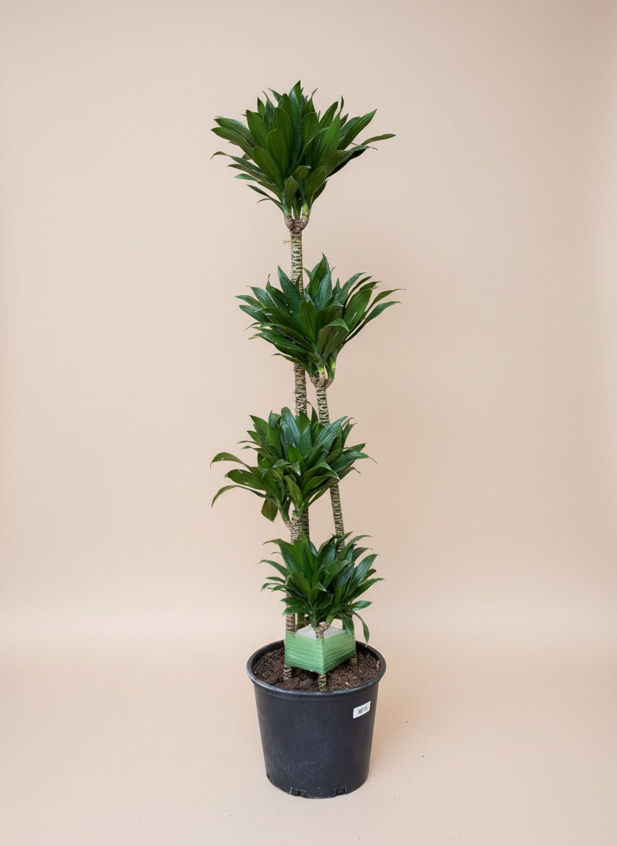 Dracaena 'Janet Craig Compacta'