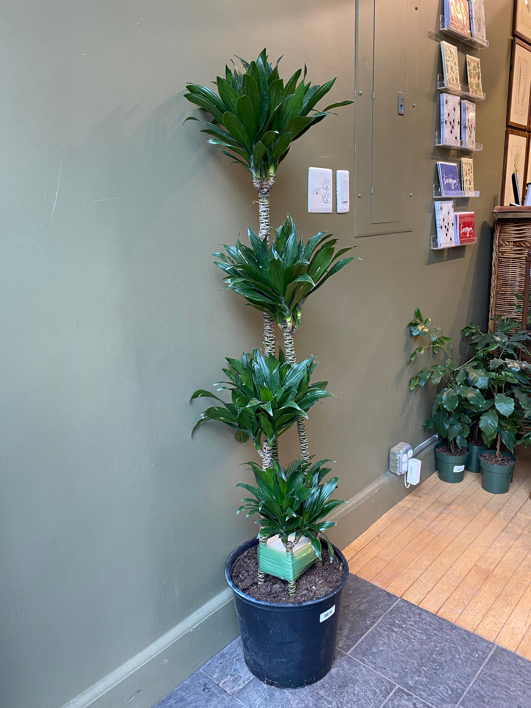 Dracaena 'Janet Craig Compacta'