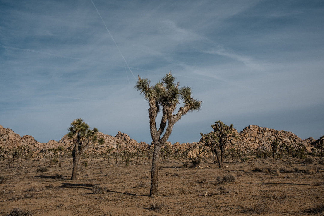 Joshua Tree Grow Kit