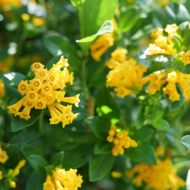 Juiced® Orange Jessamine