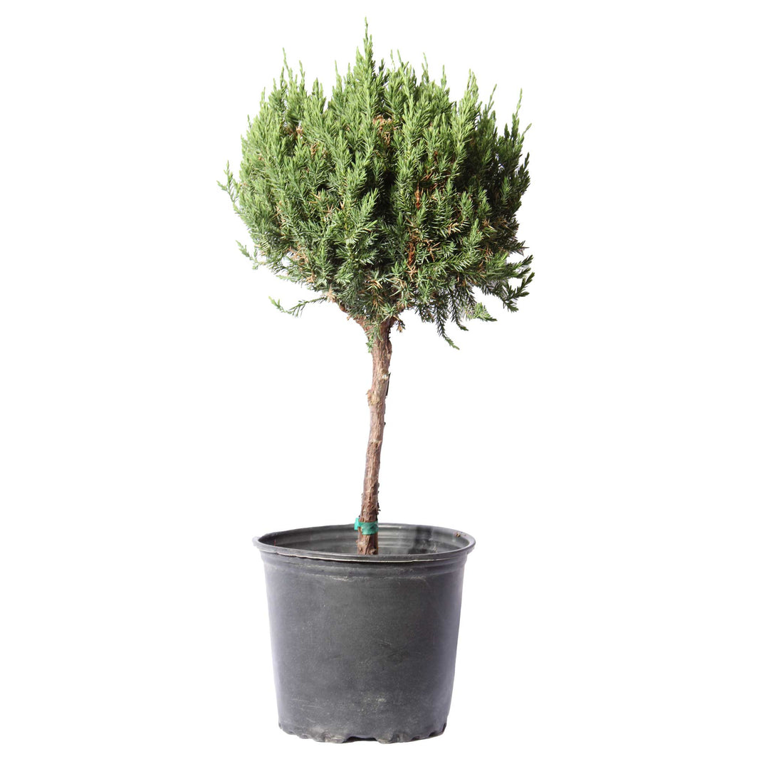 Blue Point Juniper Topiary