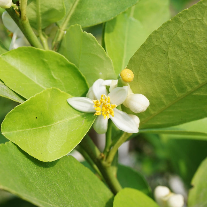 Key Lime Tree