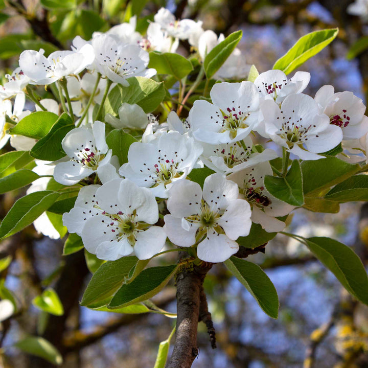 Kieffer Pear Tree