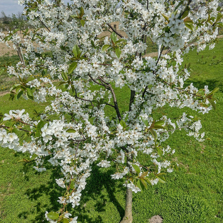 Lapins Cherry Tree