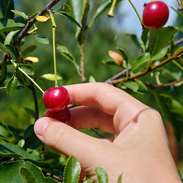 Lapins Cherry Tree