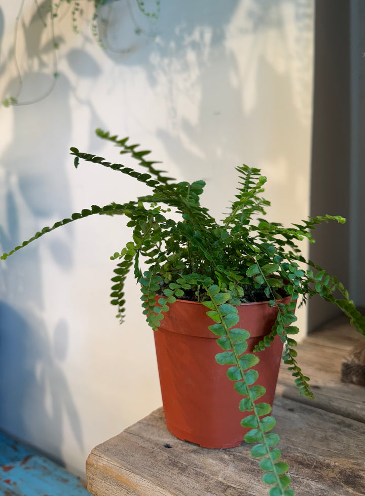 Lemon Button Fern