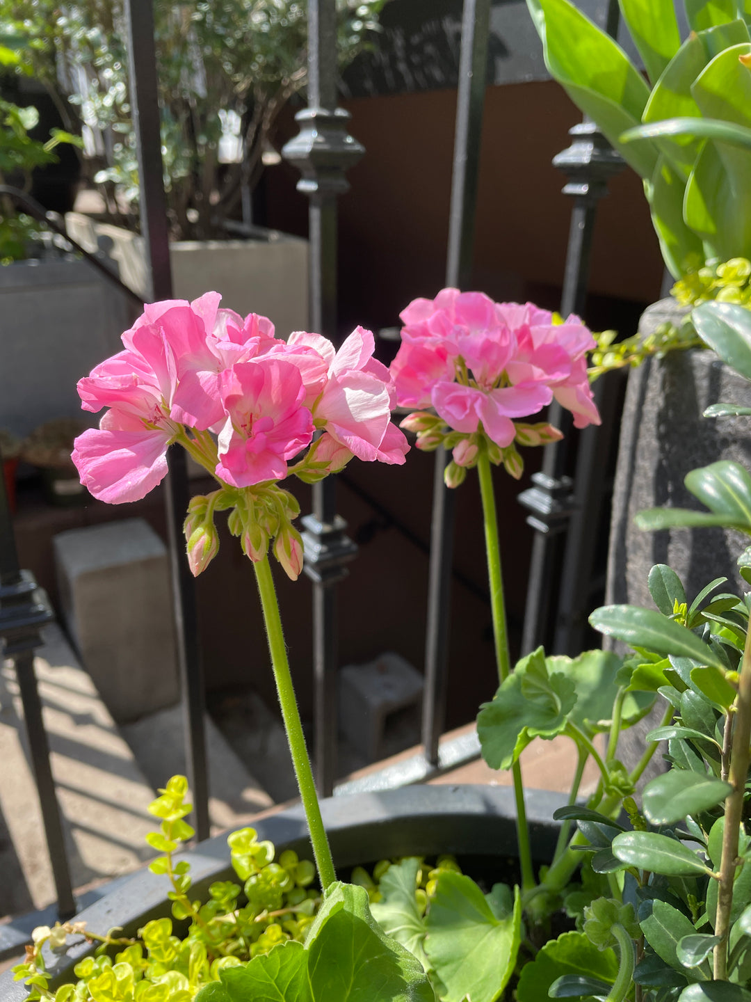 Geranium Zonal Dynamo Light Pink